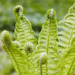Strauspaparde /matteuccia struthiopteris/ - C2 kont