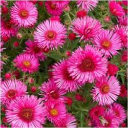 Astere "Royal Ruby" /aster/ -