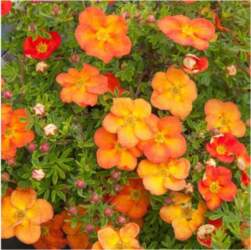 Klinšrozīte, parastā "Red Ace" /Potentilla