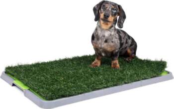 8916 Little & Bigger Indoor Potty