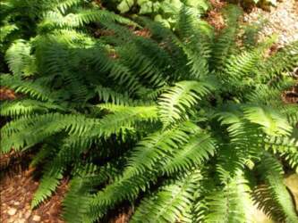 Polystichum tsus-simense "Roca" Cušimas cietpaparde