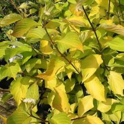 Cornus alba `Aurea` Baltais grimonis