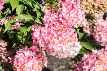 Hydrangea paniculata `Phanthom` Skarainā hortenzija