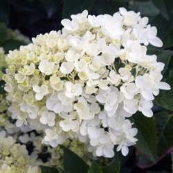 Hydrangea paniculata `Bombshell` Skarainā hortenzija