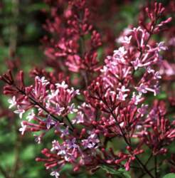 Syringa `Red Pixie` Ceriņš