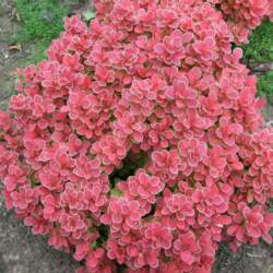 Berberis thunbergii `Ruby Star` Tunberga bārbele