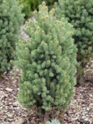 Picea glauca `Pyramidalis Compacta` Kanādas egle