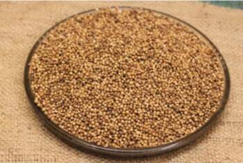 Koriandra sēklas 100g