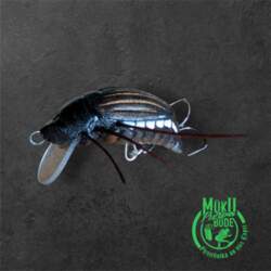 Imago Maybug 3.5cm F