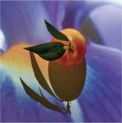 LOEWE SOLO CEDRO ELIXIR EDP 50