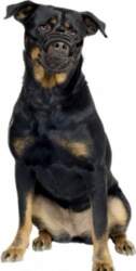 Duvo Plus Dog muzzle rubber, XL-