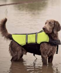 Duvo Plus Dog life jacket, M