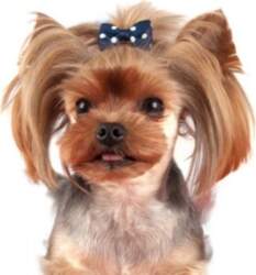 Show Tech Polka Dot Bows With