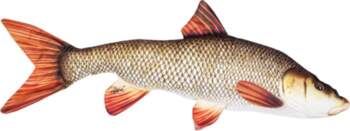 Amuras Spilvens Vimba 80cm / Fish
