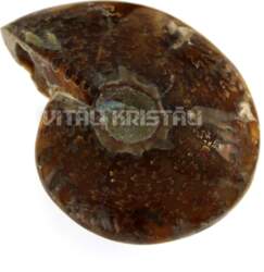 Amonīts slīpēts 8*10 cm