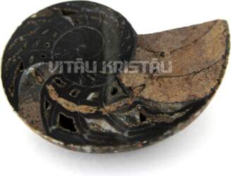 Amonīts slīpēts 11*9 cm
