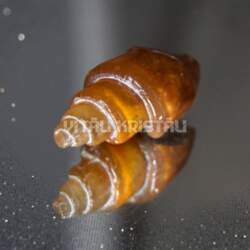 Amonīts 3 x 1.5 cm