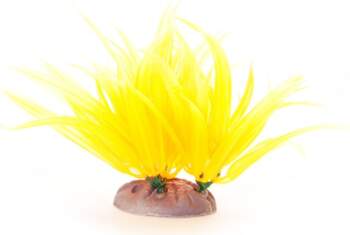 Yusee Long-leaved Yellow, 12-15cm