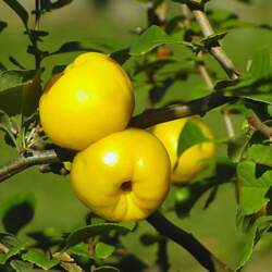 Cidonijas stāds