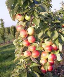 Kolonveida ābele "Mango"