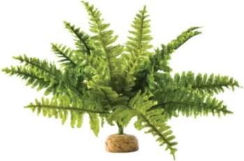 Augs Exo Terra Boston Fern Medium