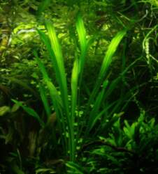 Echinodorus / Veronikae