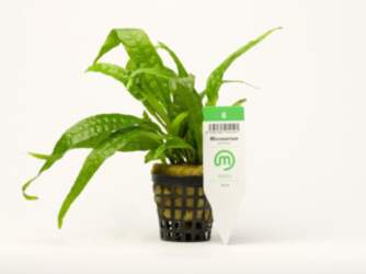 Microsorium / pteropus