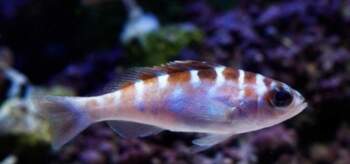 Serranus tortugarum