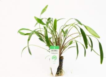 Cryptocoryne / lucens