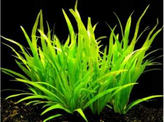 Echinodorus / latifolius