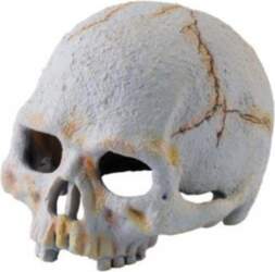 Exo Terra Primate Skull