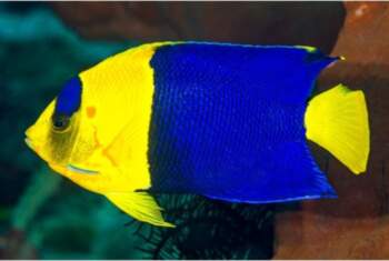 Centropyge bicolor
