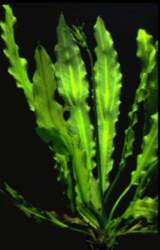 Echinodorus / major