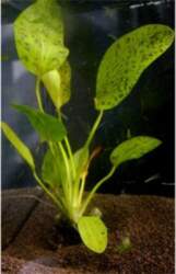 Echinodorus / Ozelot Green