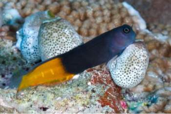 Ecsenius bicolor