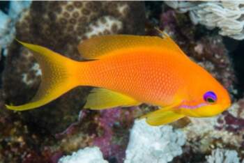 Pseudanthias squamipinnis