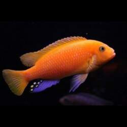 Pseudotropheus zebra red + red