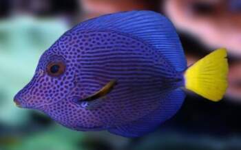 Zebrasoma xanthurus
