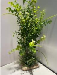 AKVASERVISS Eucalyptus Maxi
