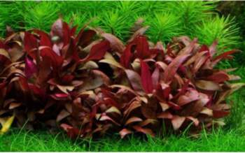 Altermanthera / Splendida