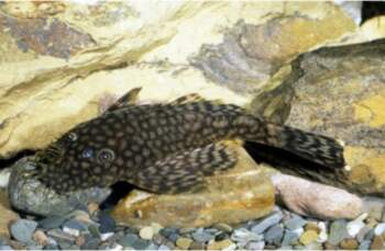 Ancistrus spec.
