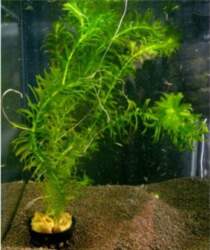 Egeria / densa