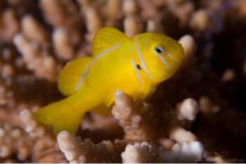 Gobiodon citrinus