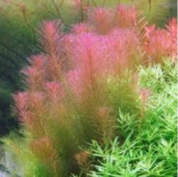 Rotala / walichii