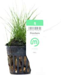 Eleocharis / acicularis