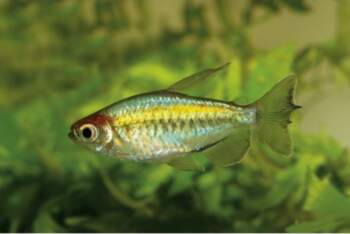 Phenacogrammus interruptus