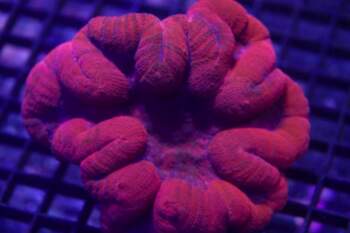 Symphyllia sp. (red) (FRAG)