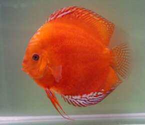 Flächig Feuer Rot  DISCUS