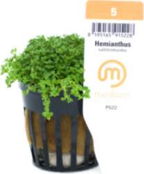 Hemianthus / callitrichoides