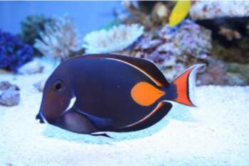 Acanthurus achilles